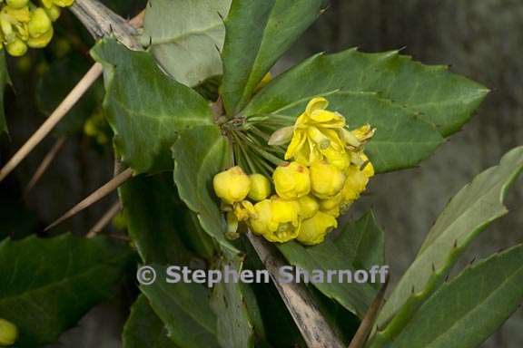 berberis sargentiana 5 graphic